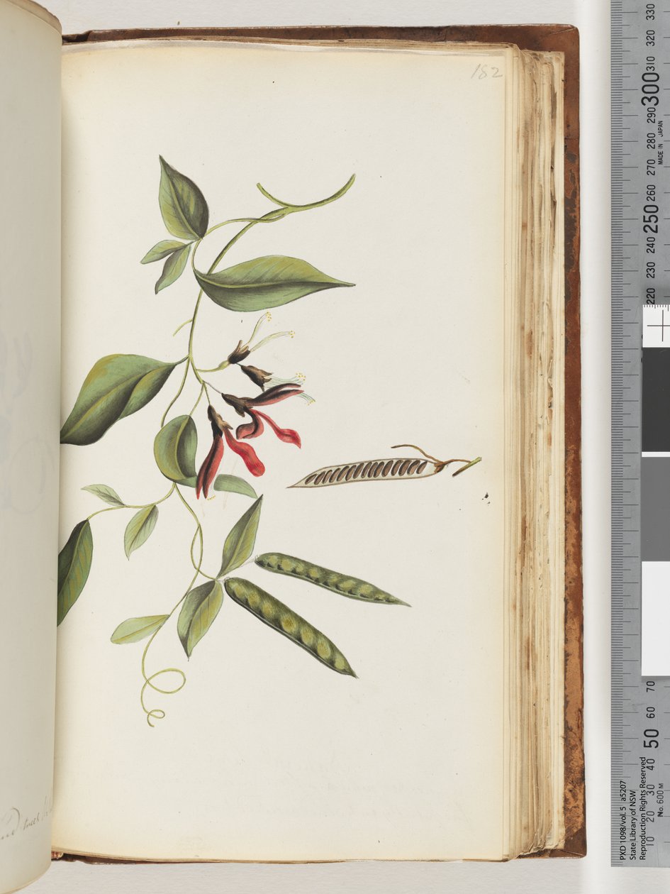 Side 182. Uidentificeret plante af Unknown artist