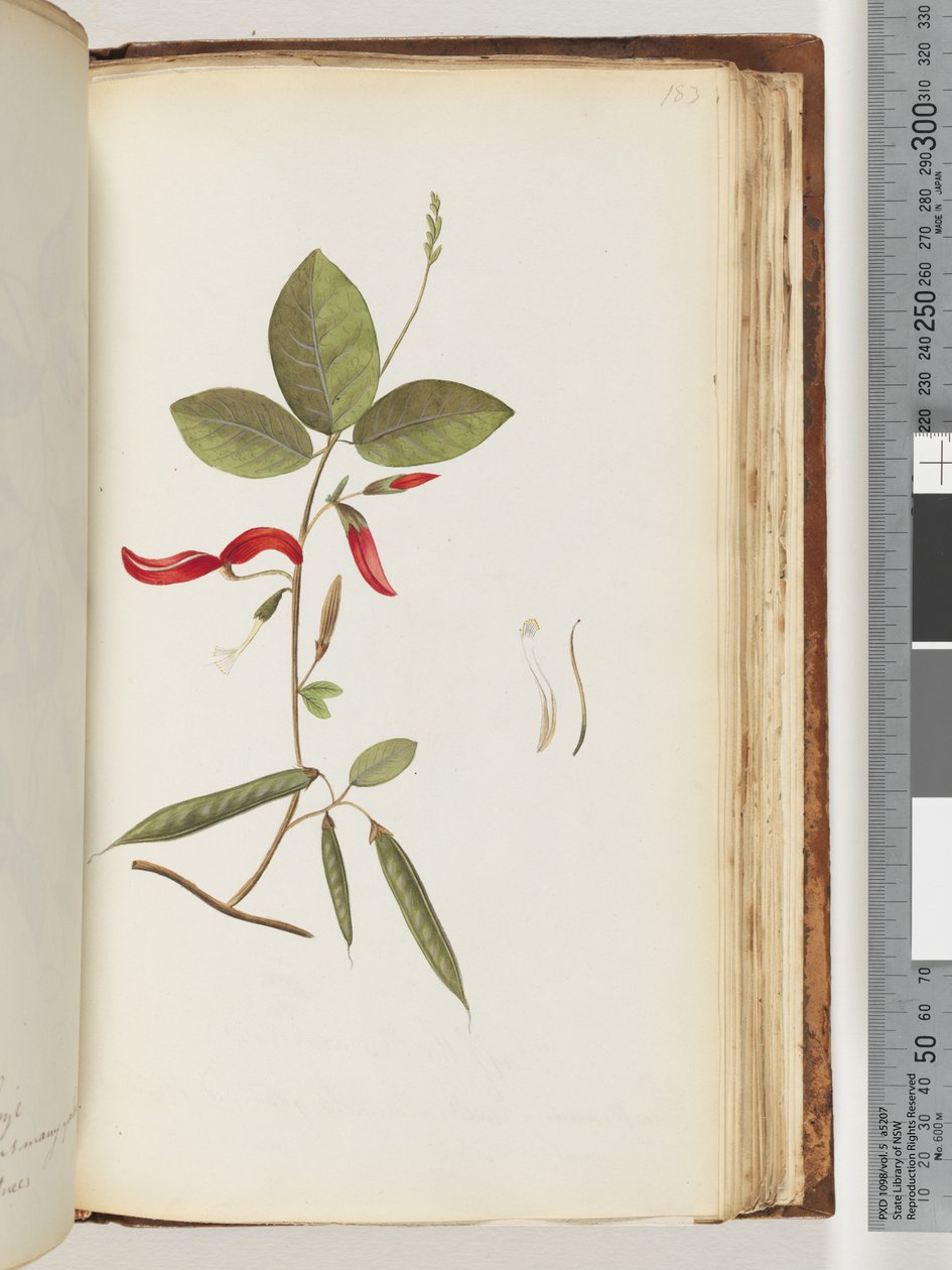 Side 183. Uidentificerede planter af Unknown artist