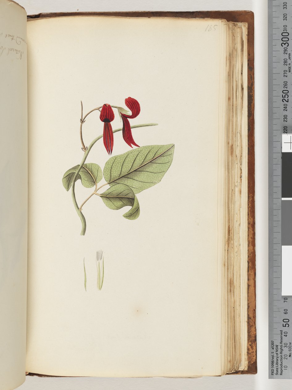 Page 185. Unidentified plantdani af Unknown artist