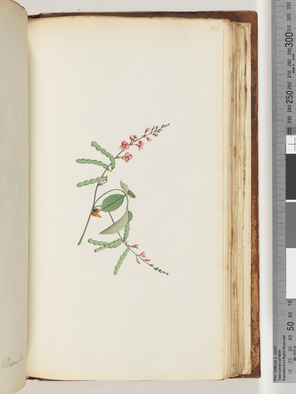 Side 186. Blomstrende Plante, en Krybe af Unknown artist