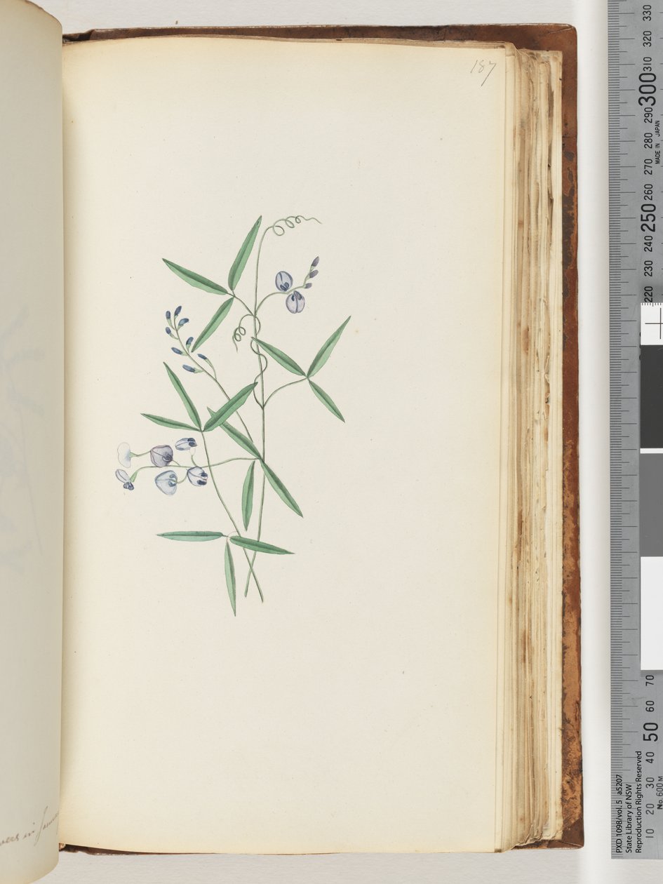 Side 187. Uidentificeret plante af Unknown