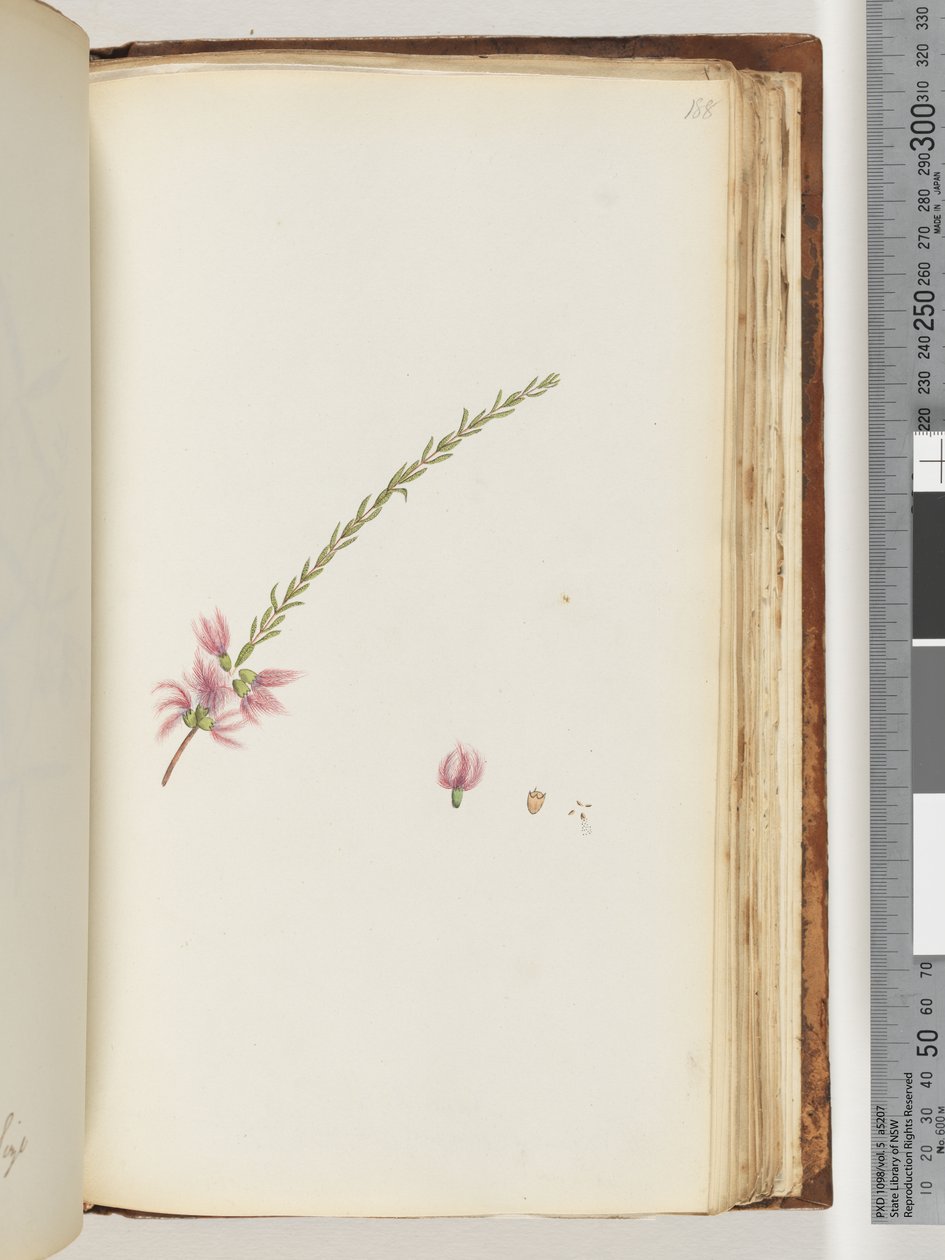 Page 188. Unidentified plantdani af Unknown artist