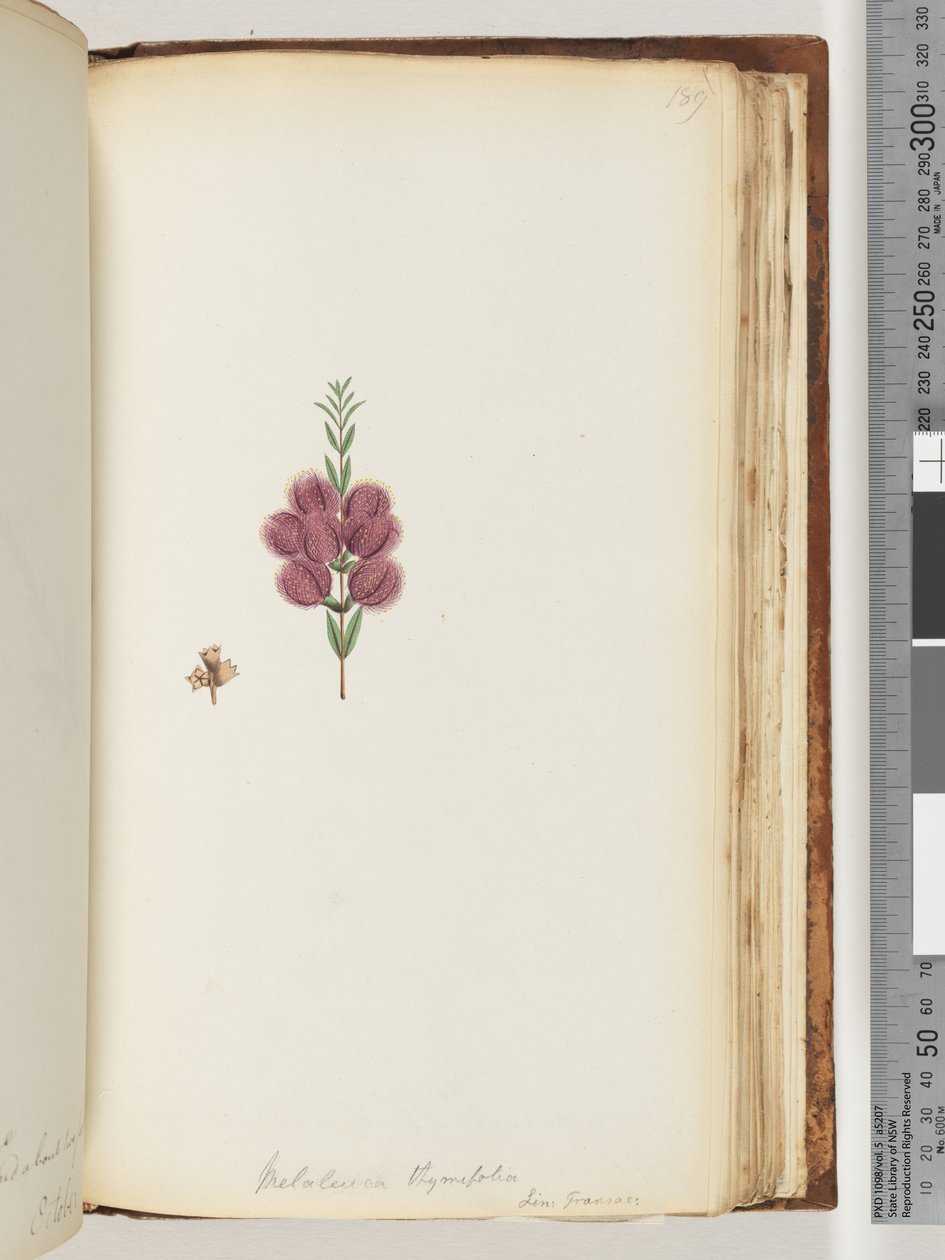 Side 189. Melaleuca thymifolia. Lin: Transac af Unknown artist