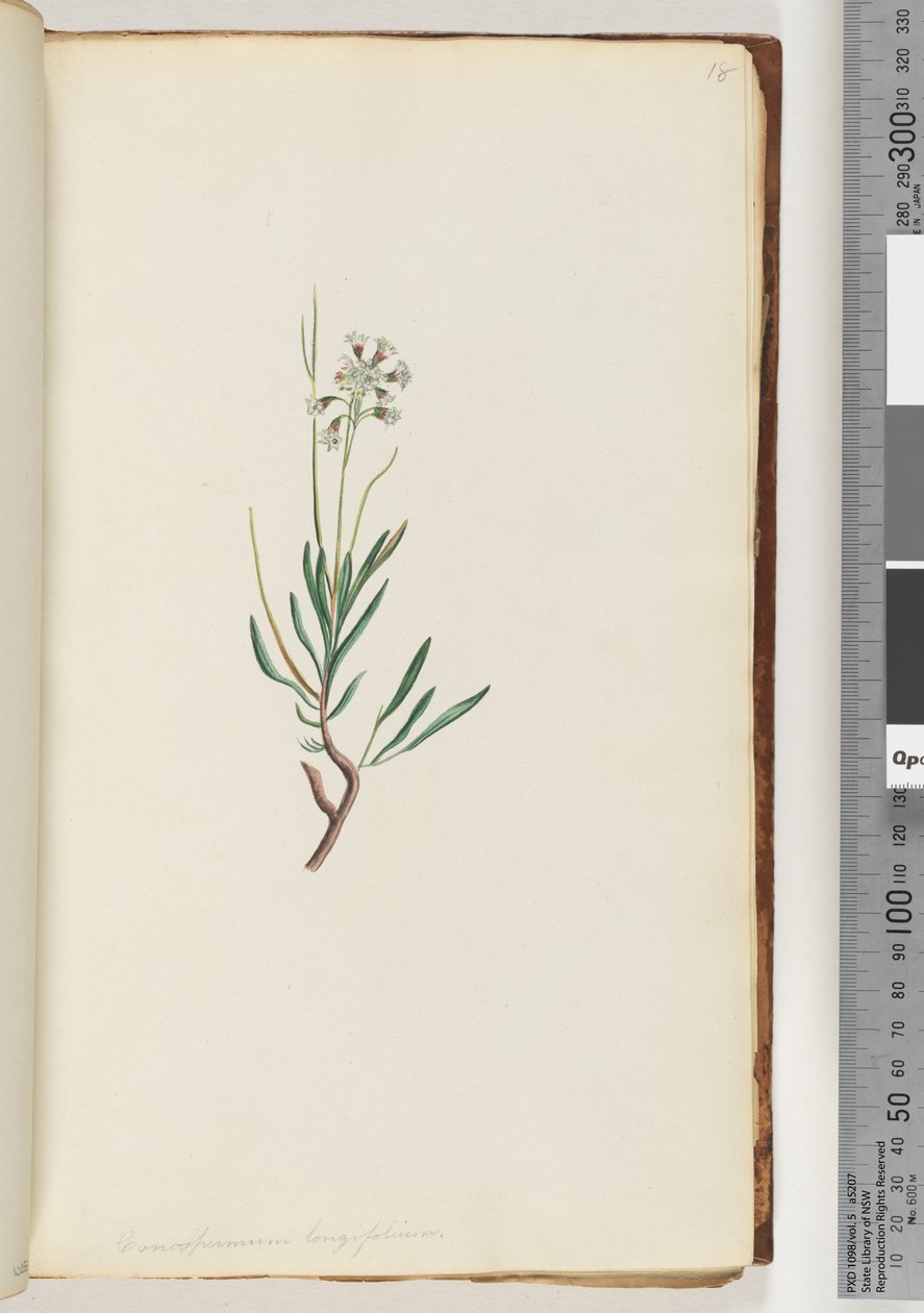 Side 18. Conospermum longifolium Lange, blade Keglefrø af Unknown artist
