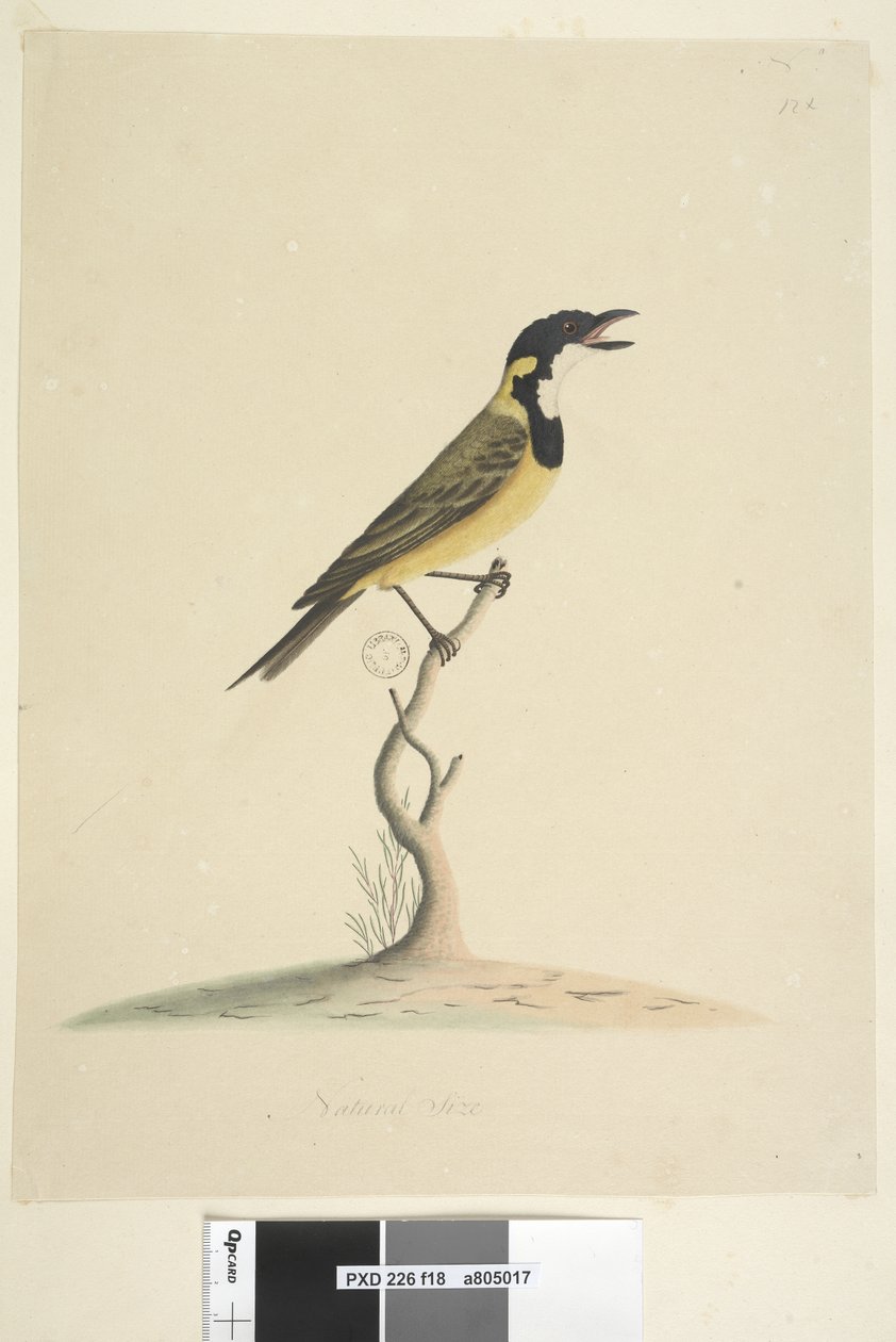 Side 18. Naturlig størrelse Golden Whistler Pachycephala pectoralis, han, 1791-92 af Unknown artist