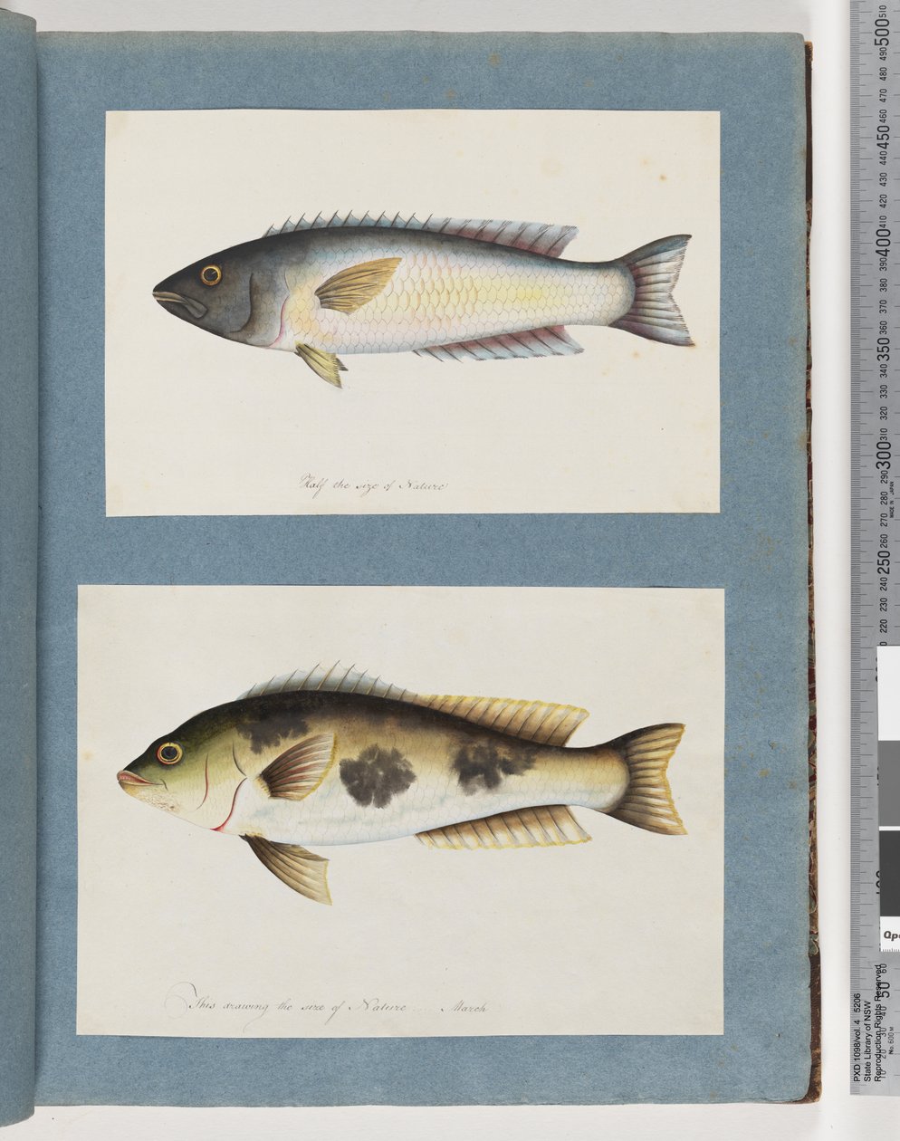 Page 18. Unidentified fish.19. Unidentified fishdani af Unknown artist