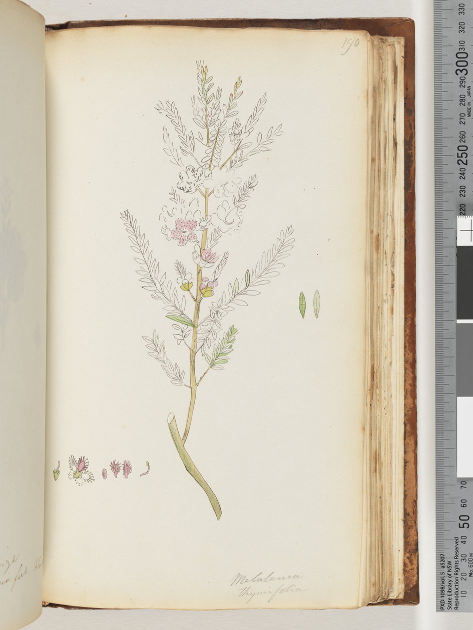 Page 190. Melaleuca thymifolia / Thyme Honey, myrtledani af Unknown artist