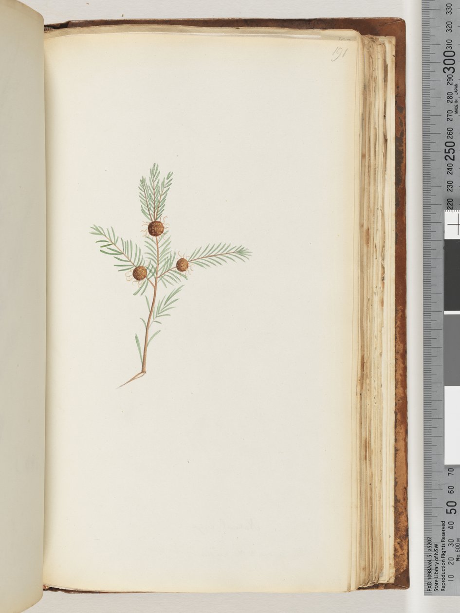 Side 191. Uidentificeret plante af Unknown