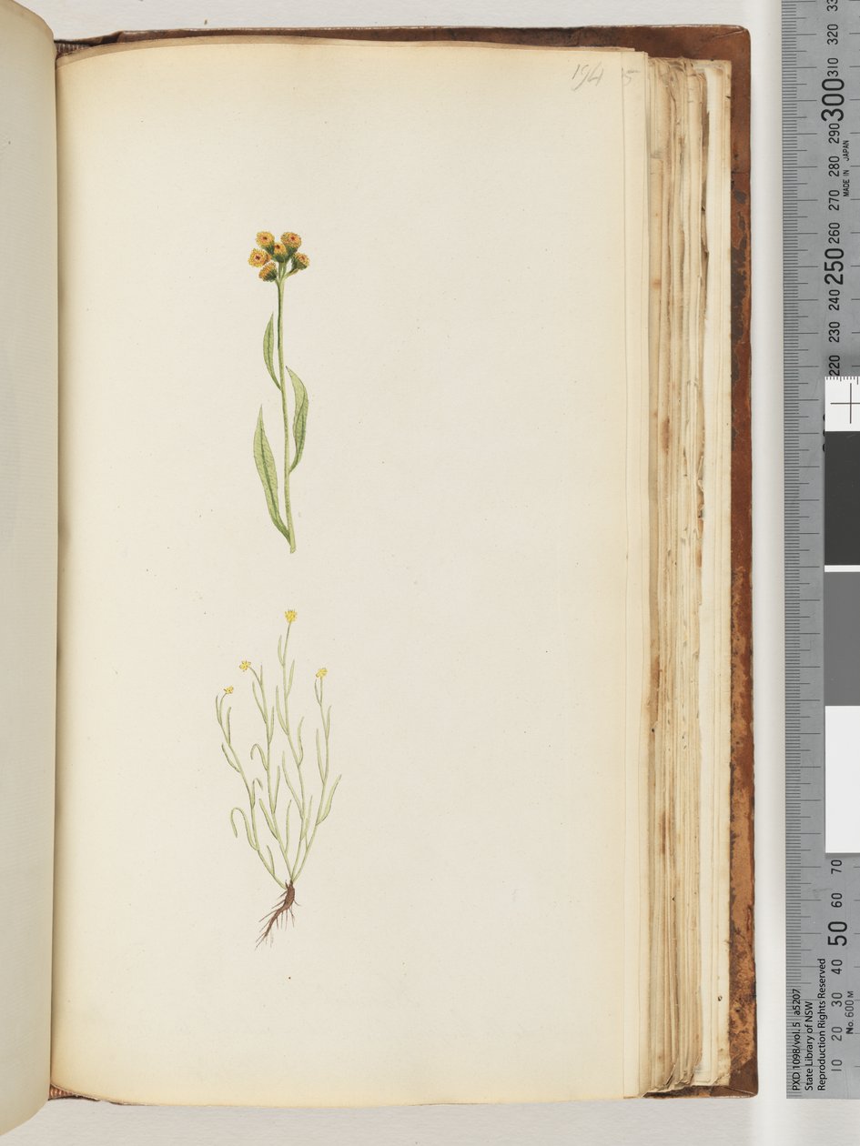 Side 194. Uidentificeret plante af Unknown artist