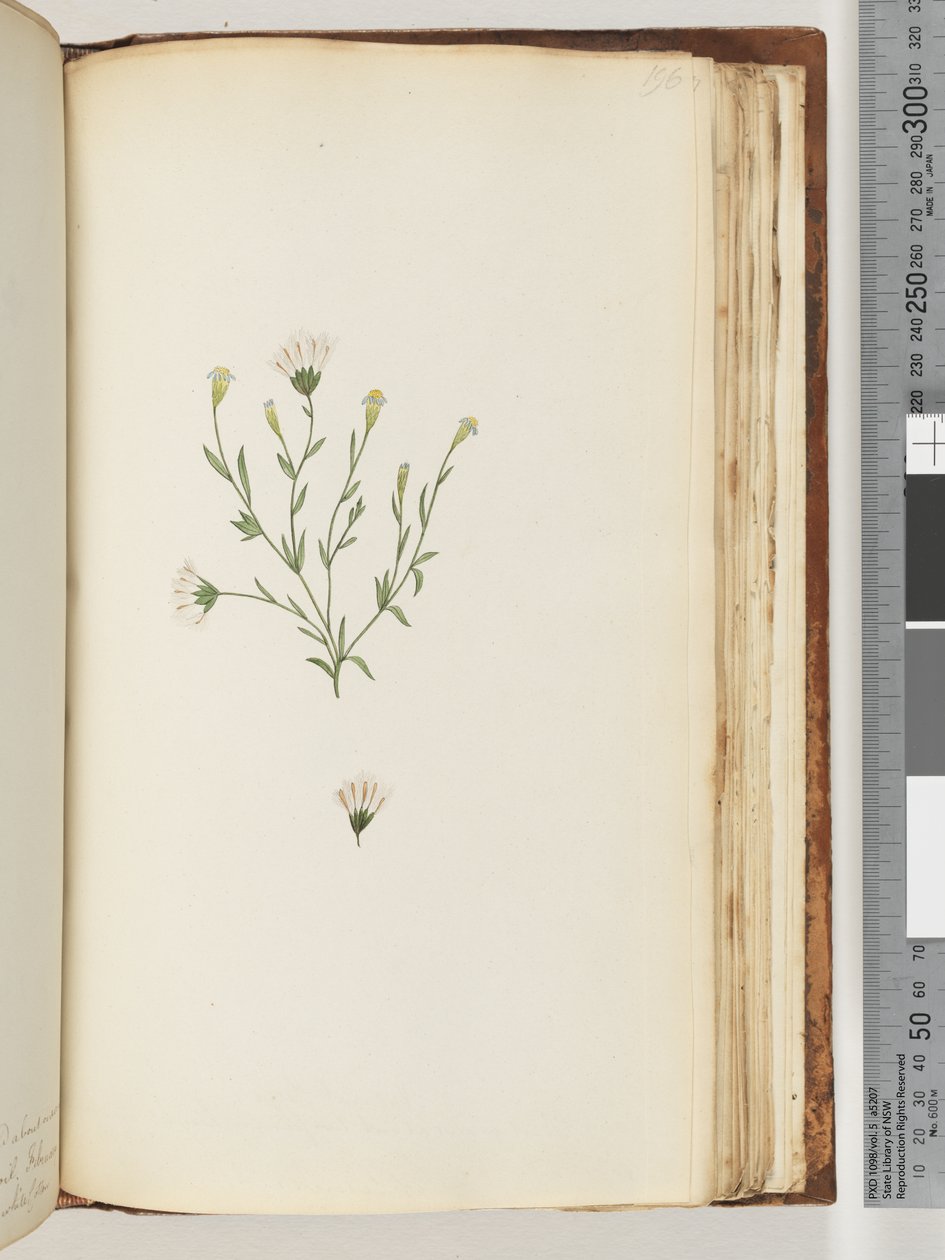 Page 196. Unidentified plantdani af Unknown artist
