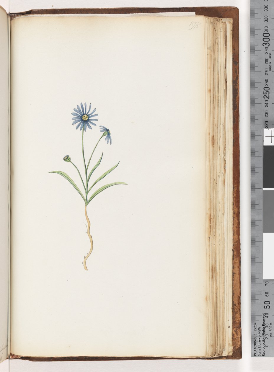 Side 198. Uidentificeret plante af Unknown artist