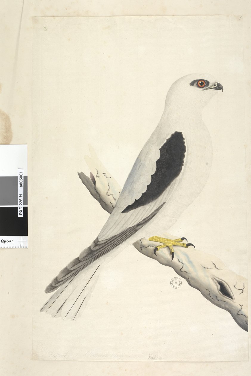 Side 1. Falco, set i Augustat nederst til venstre i anden hånd August naturlig størrelse. Sort, skulderdrage Elanus axillaris Elanus notatus, 1791-92 af Unknown artist