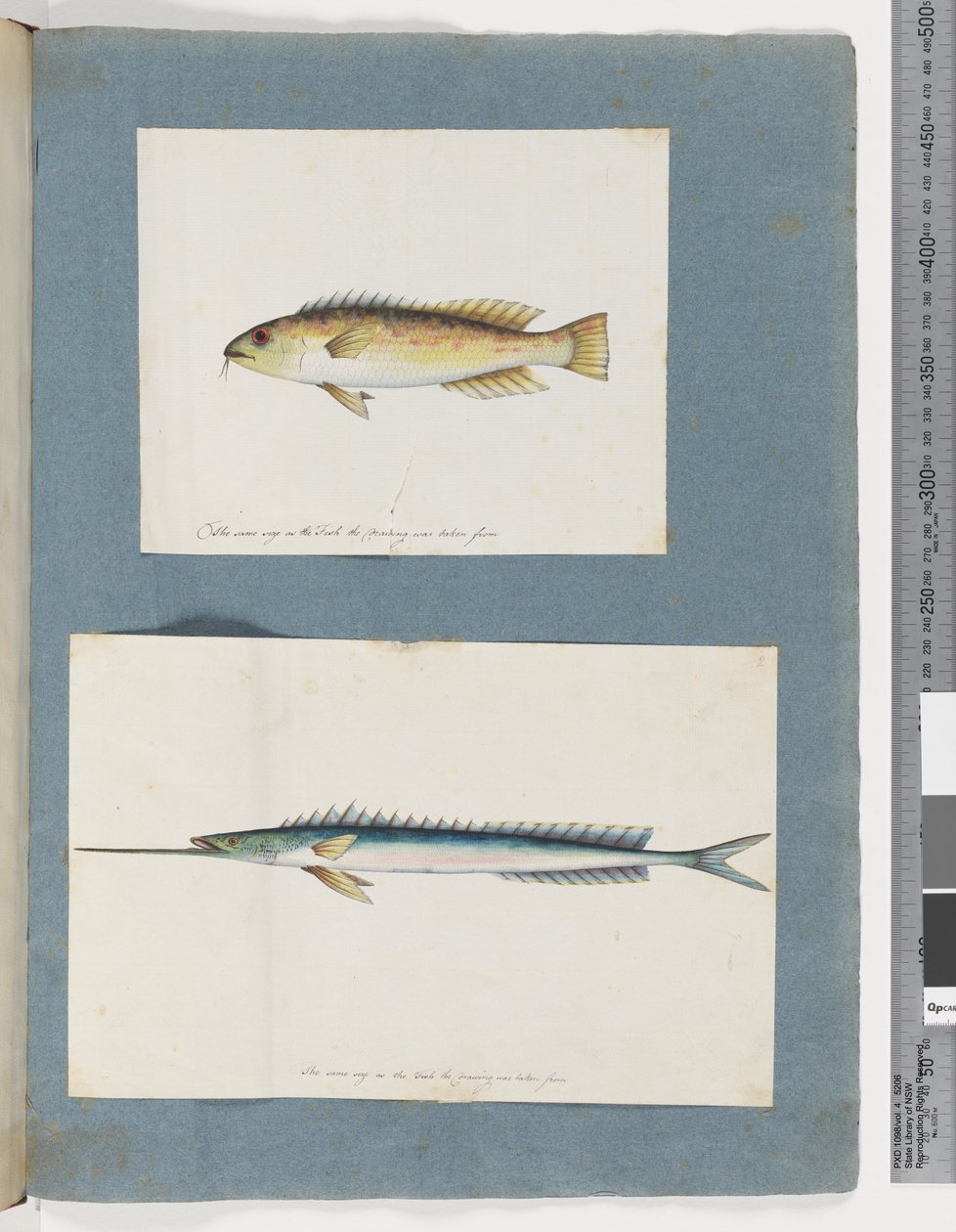 Side 1. Uidentificeret fisk. 2. Uidentificeret fisk (akvarel på papir) af Unknown artist