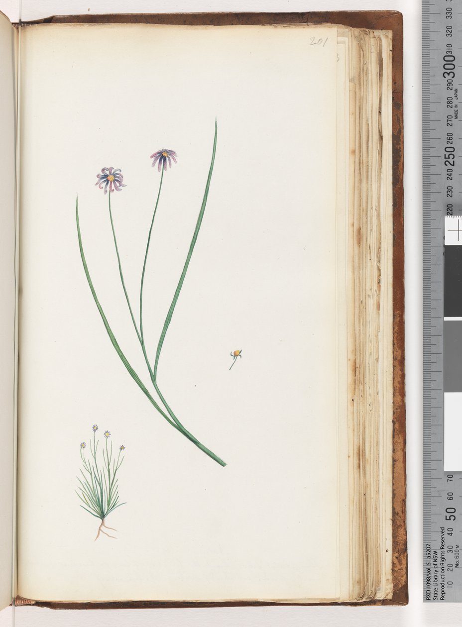Page 201. Unidentified plantdani af Unknown artist