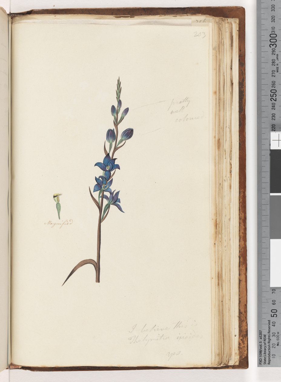Side 203. Jeg tror, det er Thelymitra ixioides / Spotted Sun Orchid af Unknown