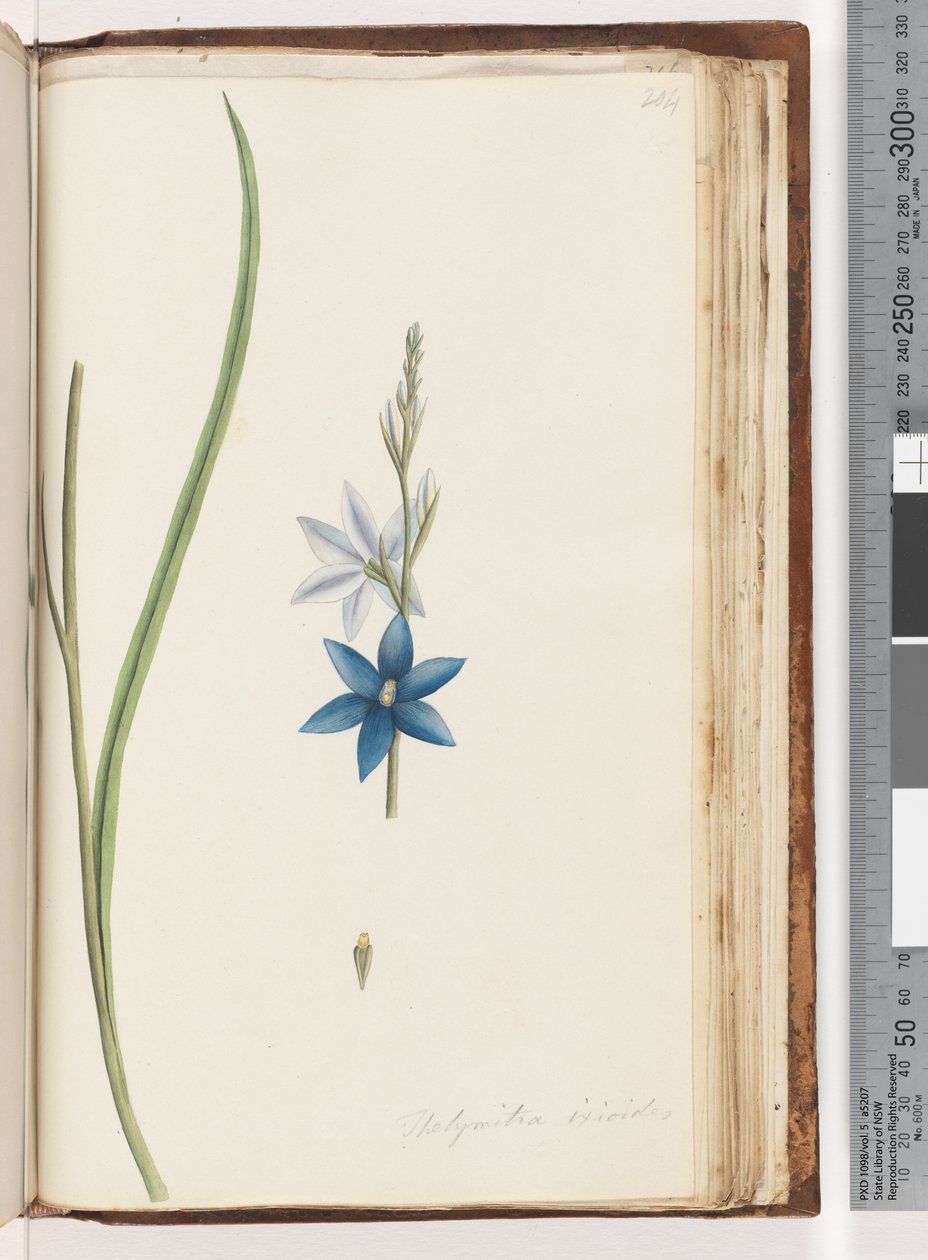 Page 204. Thelymitra ixiodes / Spotted Sun Orchiddani af Unknown artist