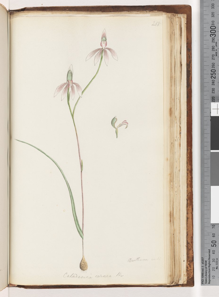 Arethusa sikker? Caladenia carnea Br / Pink Fingers Orchid af Unknown artist