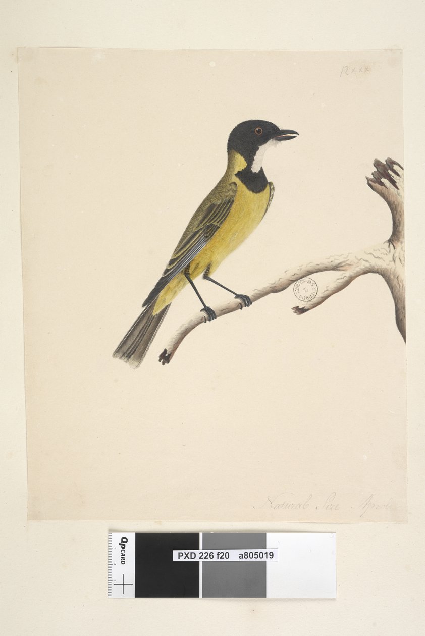 Side 20. Naturlig størrelse. April Golden Whistler Pachycephala pectoralis, han, 1791-92 af Unknown artist
