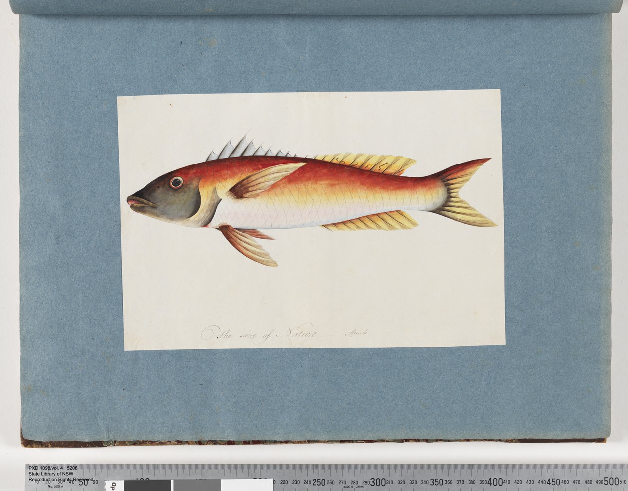 Side 20. Uidentificeret fisk af Unknown artist