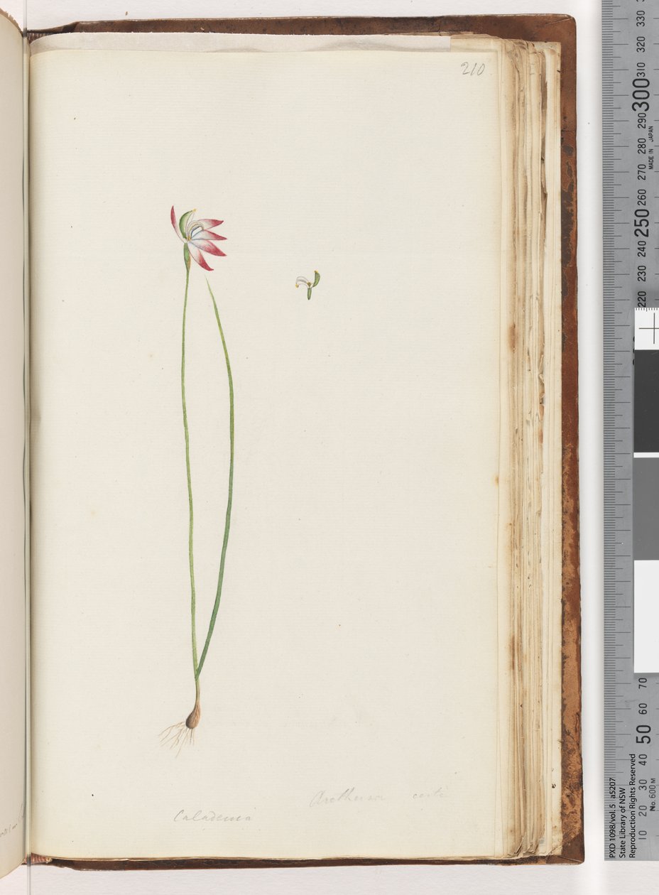 Arethusa virkelig? / Caladenia af Unknown artist