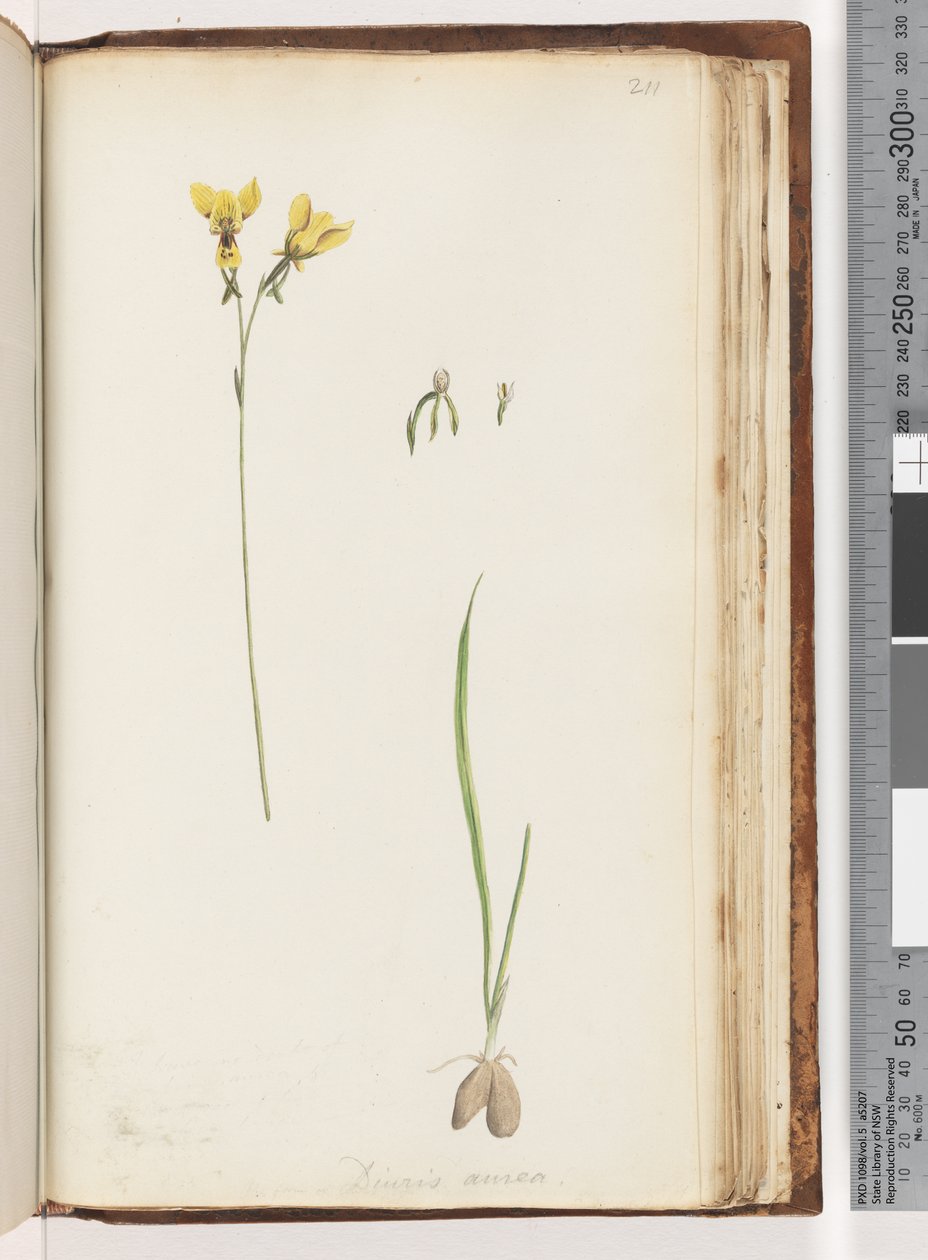 Side 211. Form af Diuris aurea / Golden Donkey Orchid af Unknown artist