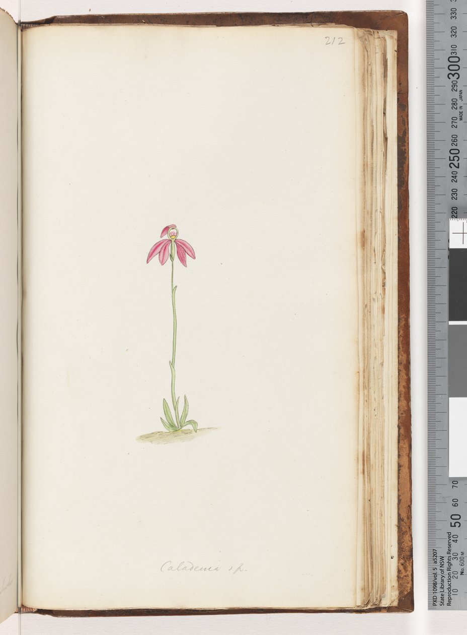 Side 212. Caladenia sp af Unknown artist