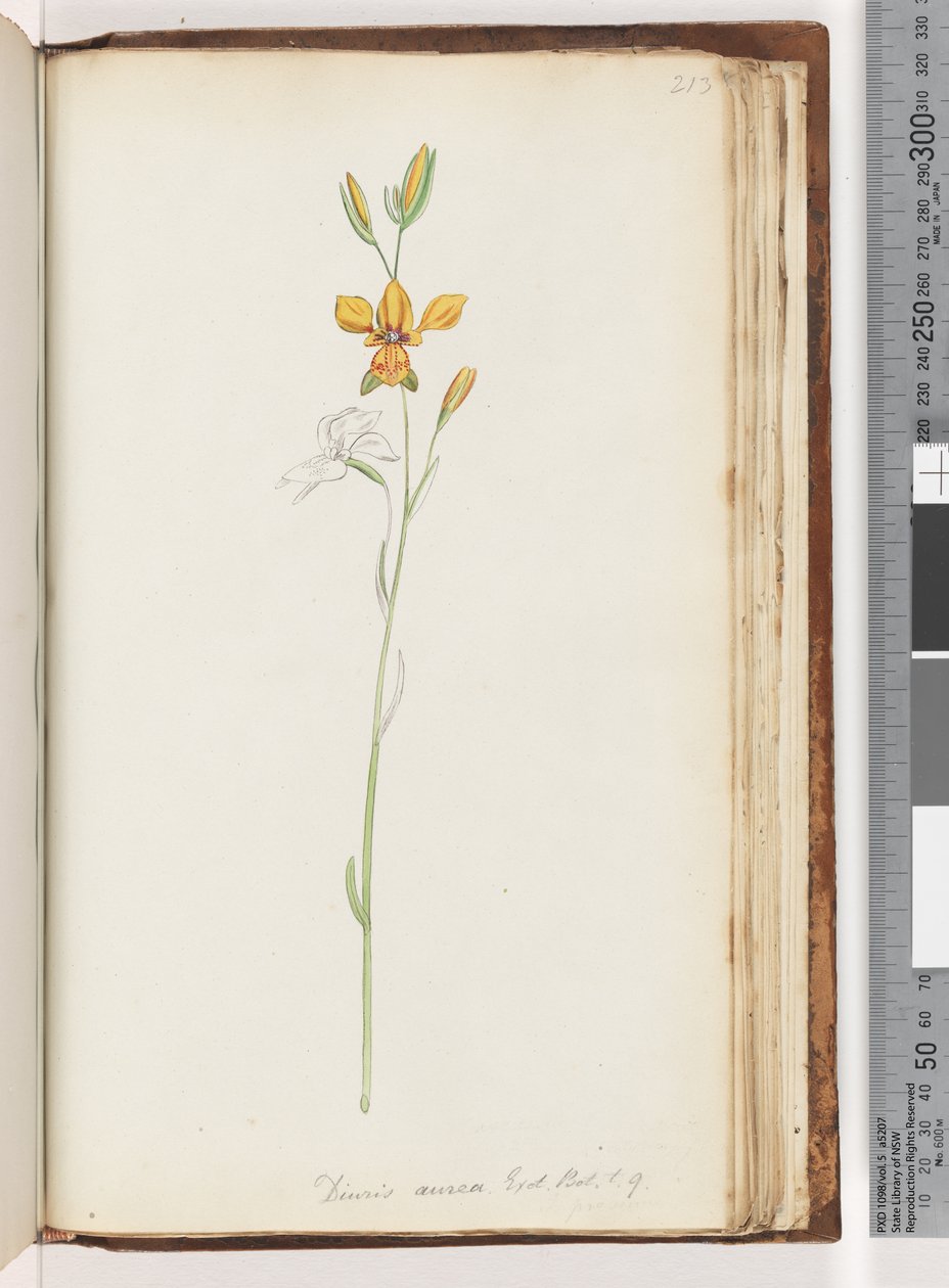 Side 213. Diuris aurea. Exot. Bot. t. 9. Golden Donkey Orchid af Unknown artist