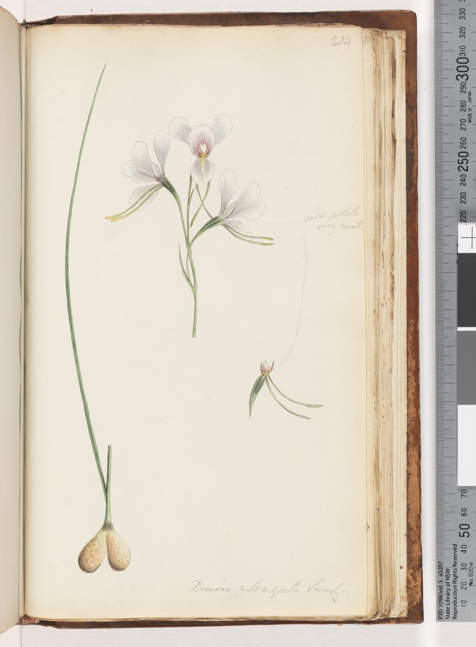 Side 214. Diuris elongata Saracty? Lilla æselorkidé af Unknown