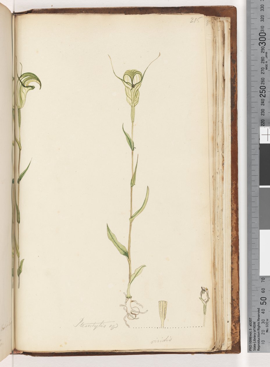 Page 215. Pterostylis op / viridisdani af Unknown artist