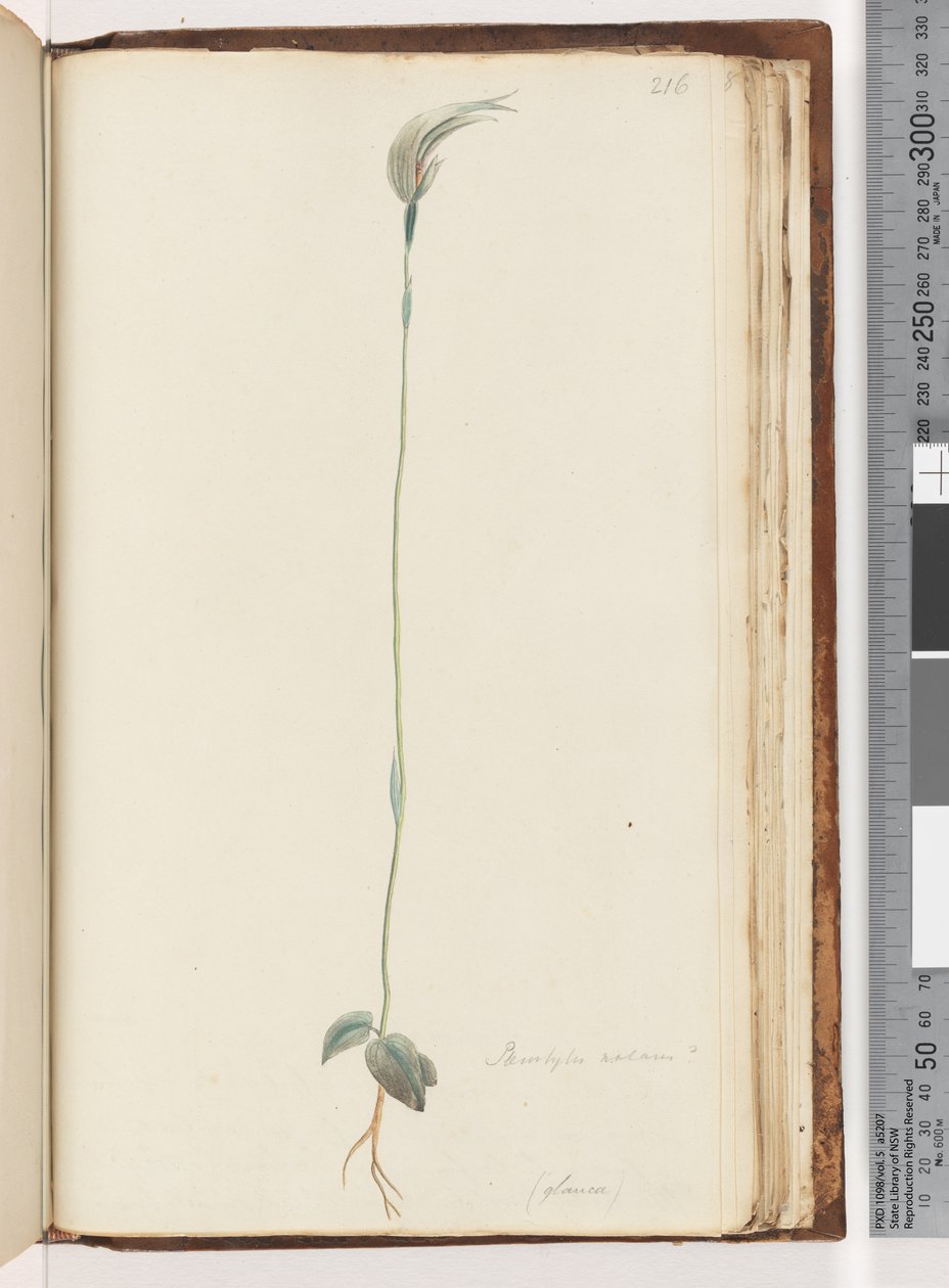 Side 216. Pterostylis nutans? / af Unknown artist