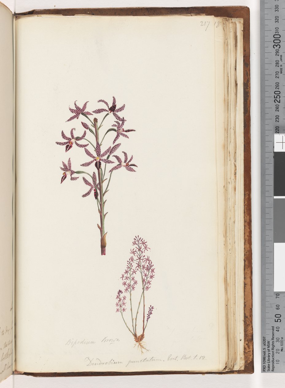 Page 217. Dipodium Brown / Dendrobium punctatum. Exot. Bot. t 12. Hyacinth Orchiddani af Unknown artist