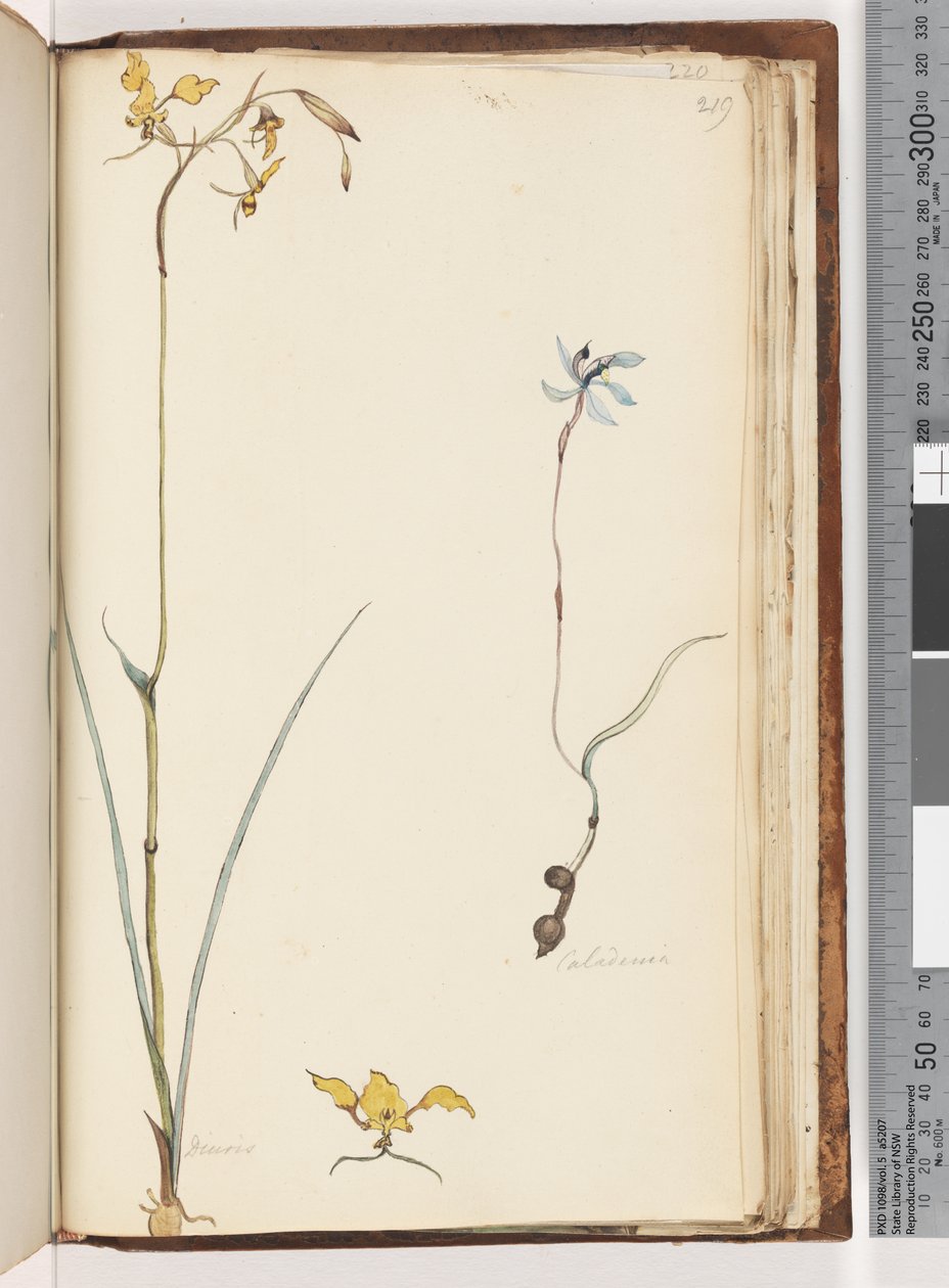 Side 219. Caladenia / Diuris to planter af Unknown artist