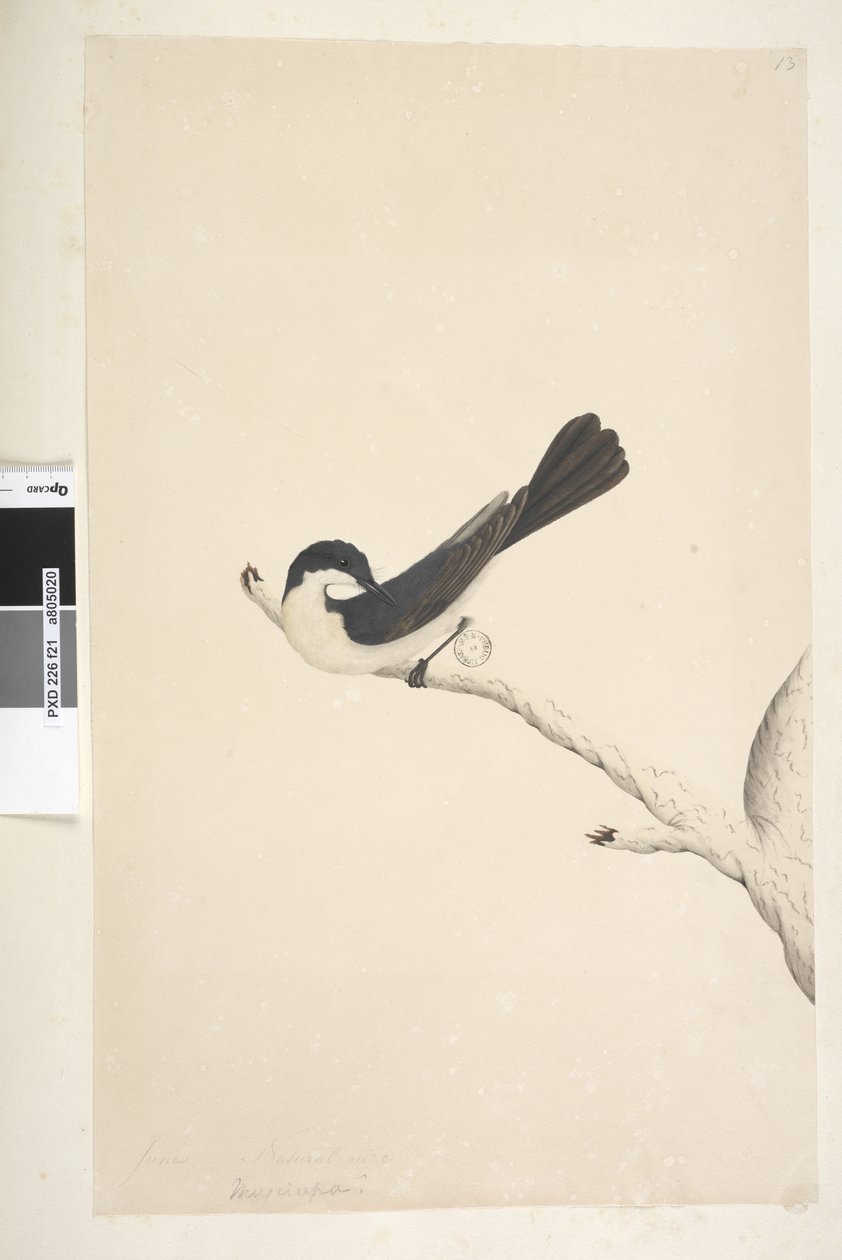 Side 21. Musciopa. ovenstående titel i anden hånd juni. Naturlig størrelse Restless Fluesnapper Myiagra inquieta Seisura inquieta, 1791-92 af Unknown artist