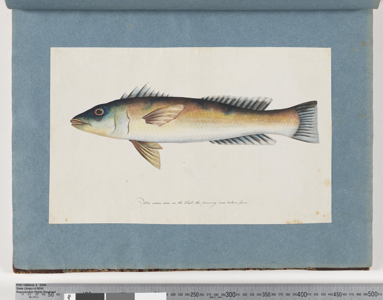 Side 21. Uidentificeret fisk af Unknown artist