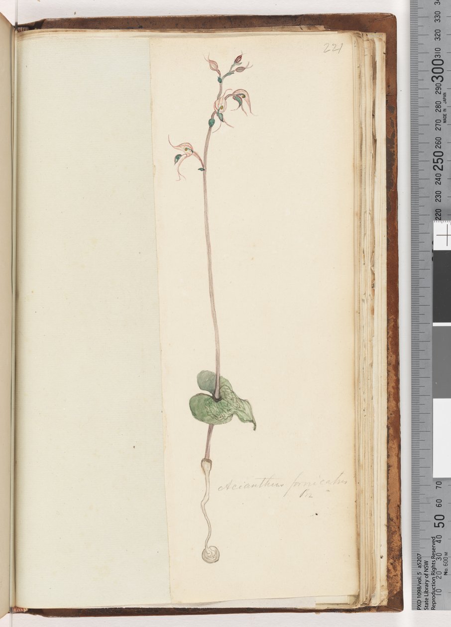 Page 221. Acianthus fornicatus Br Pixie Capsdani af Unknown artist