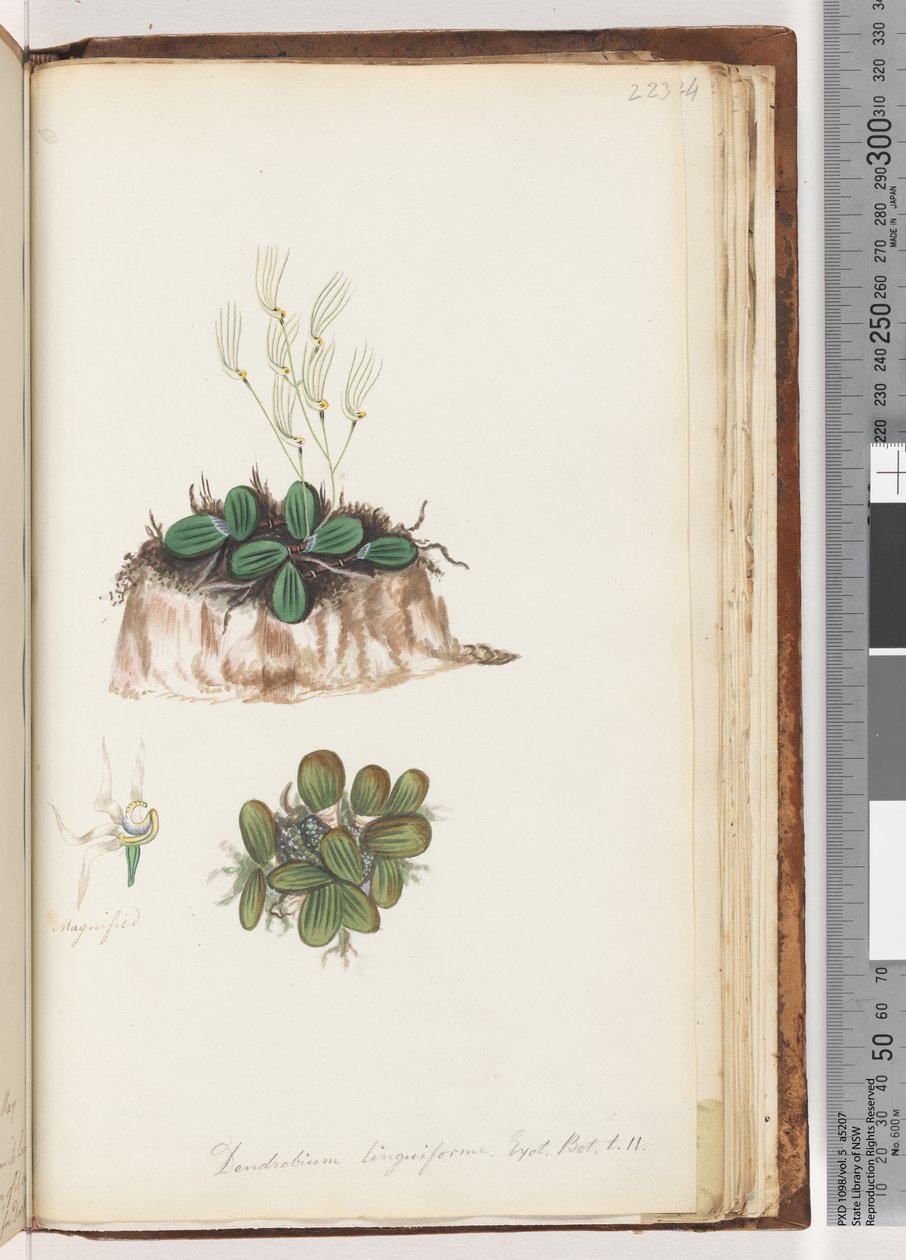 Side 223. Dendrobium linguiforme Exot. Bot. t. 11 Tungeorkidé af Unknown artist