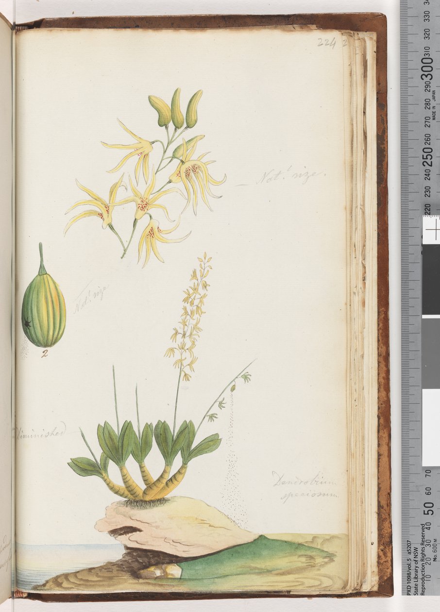 Side 224. Dendrobium speciosum / Klippeorkidé af Unknown artist