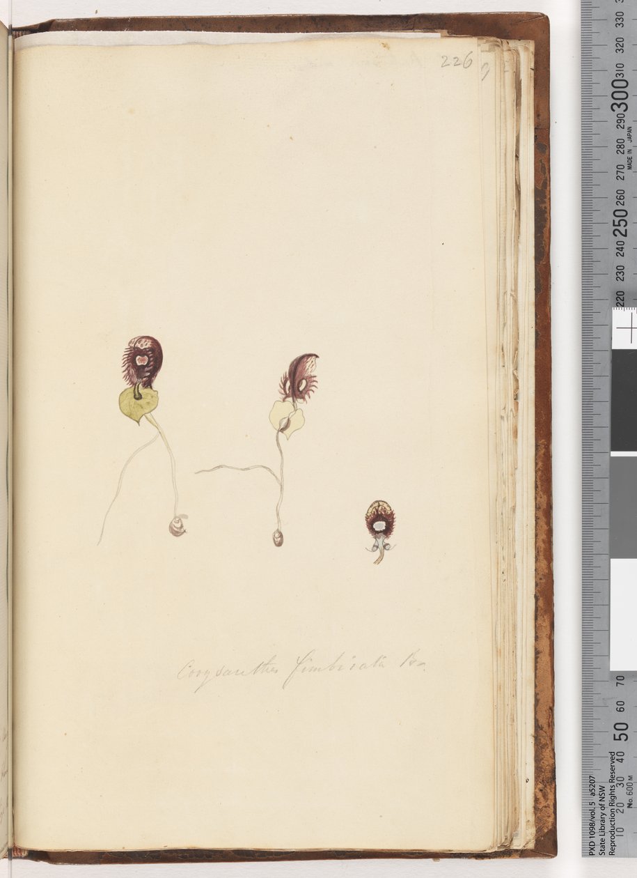 Side 226. Corysanthes fimbriata Br / Fringed Helmet Orchid af Unknown artist