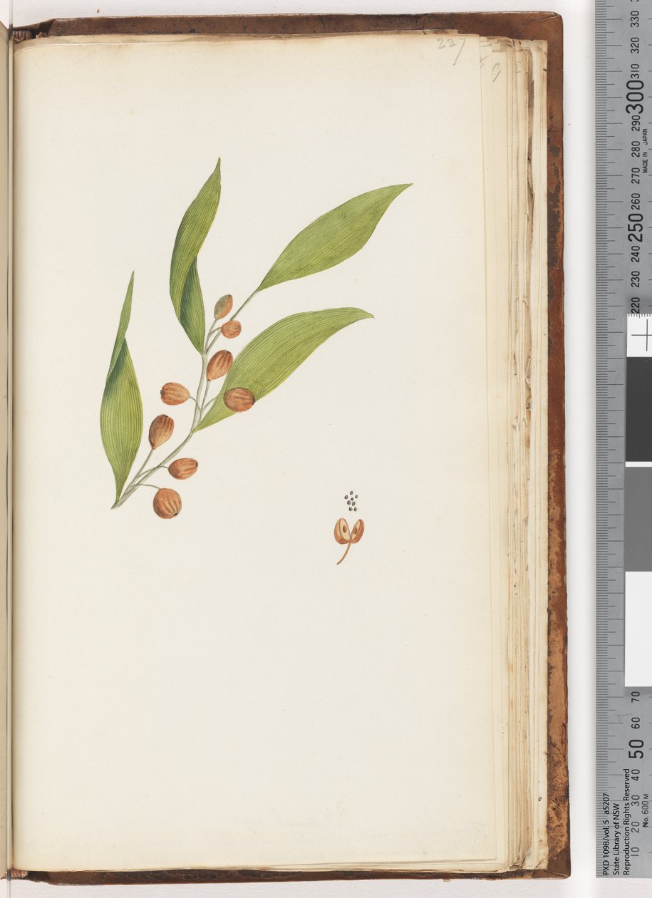 Side 227. Uidentificeret plante af Unknown
