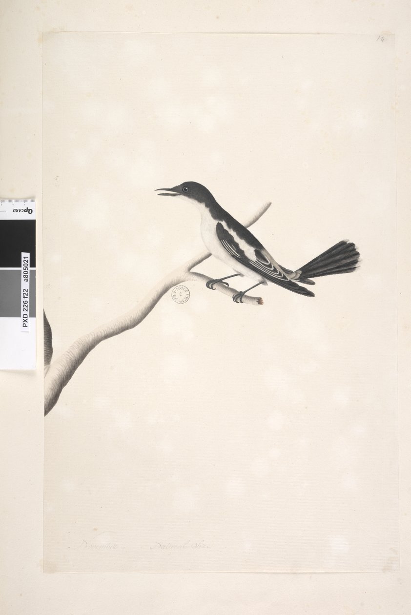 Side 22. November, naturlig størrelse Hvid, Winged Triller Lalage sueurii, han, 1791-92 af Unknown artist