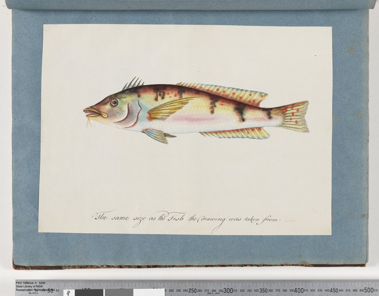 Side 22. Uidentificeret fisk af Unknown artist