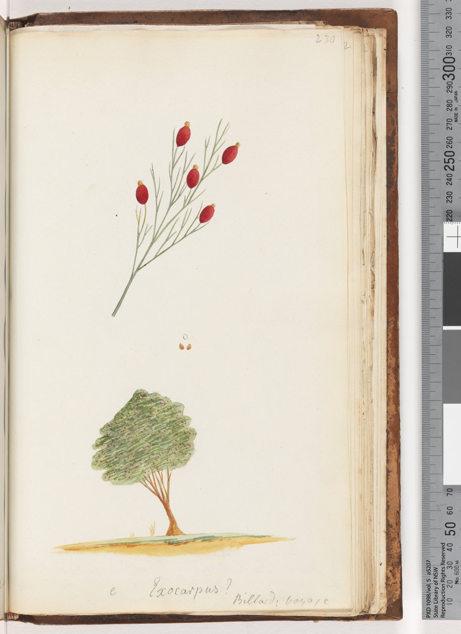 Side 230. e Exocarpus? Billard: voyage / The Cherry of New South Wales af Unknown