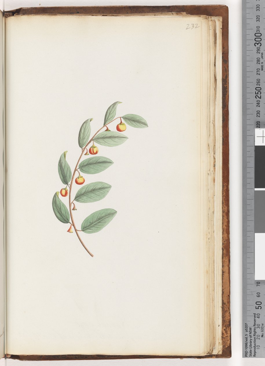 Side 232. Uidentificeret plante af Unknown artist