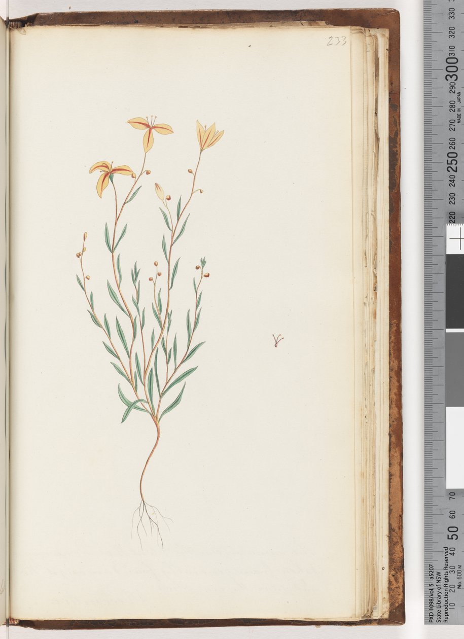 Side 233. Uidentificeret plante af Unknown