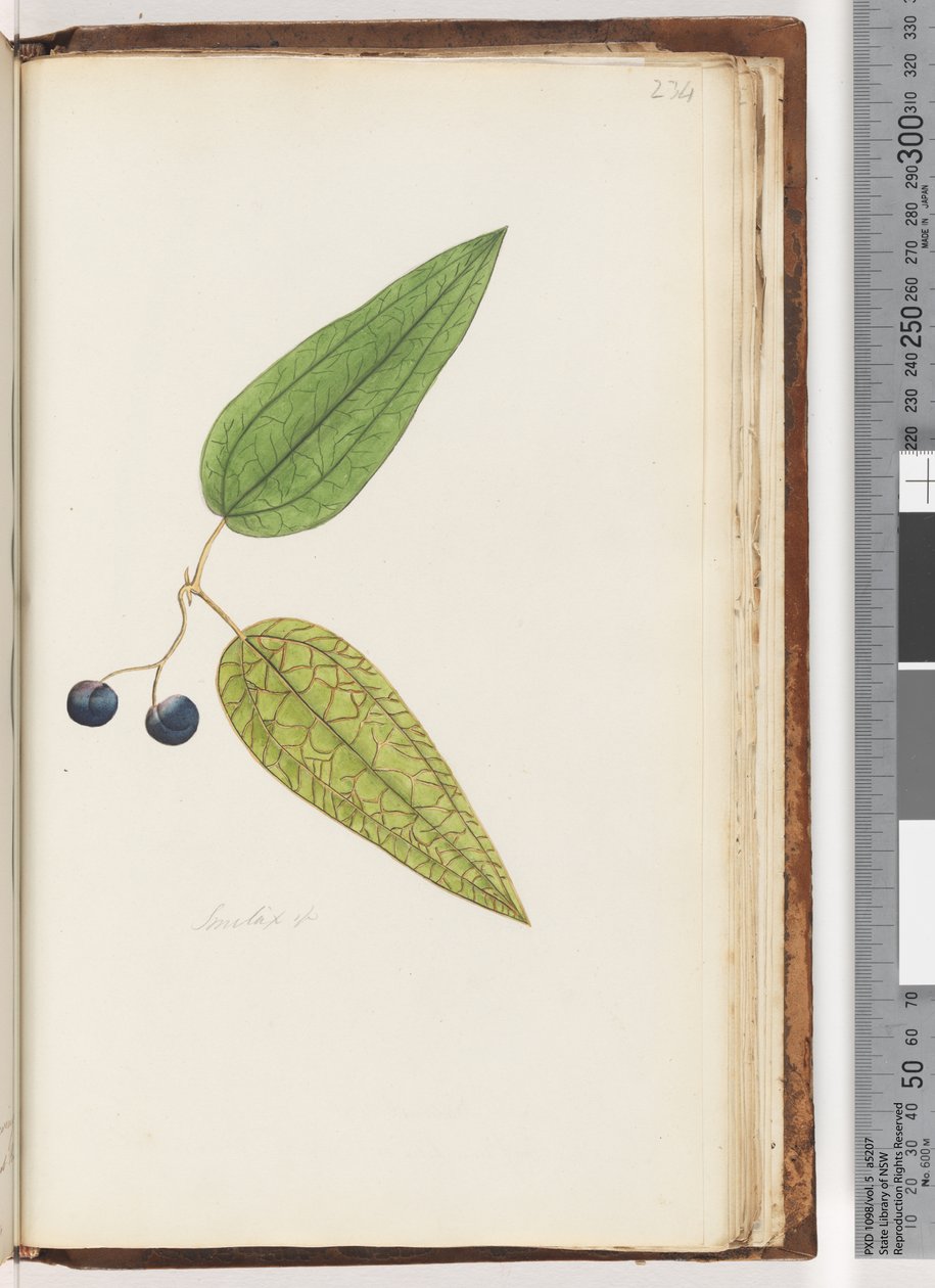 Page 234. Smilax spp Sweet Sarsaparilla Dani af Unknown artist