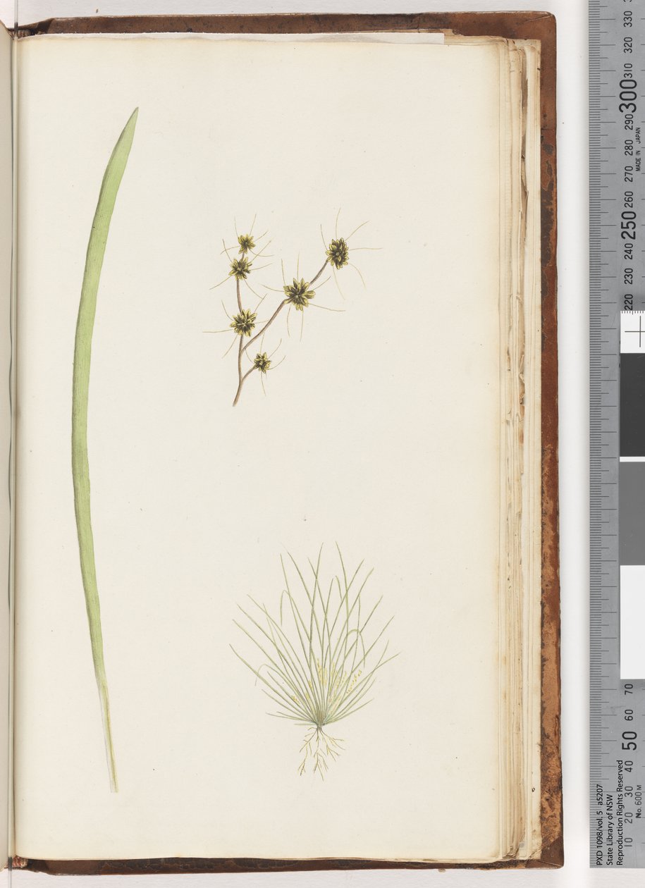 Side 234a. 1/4 Uidentificeret plante af Unknown artist
