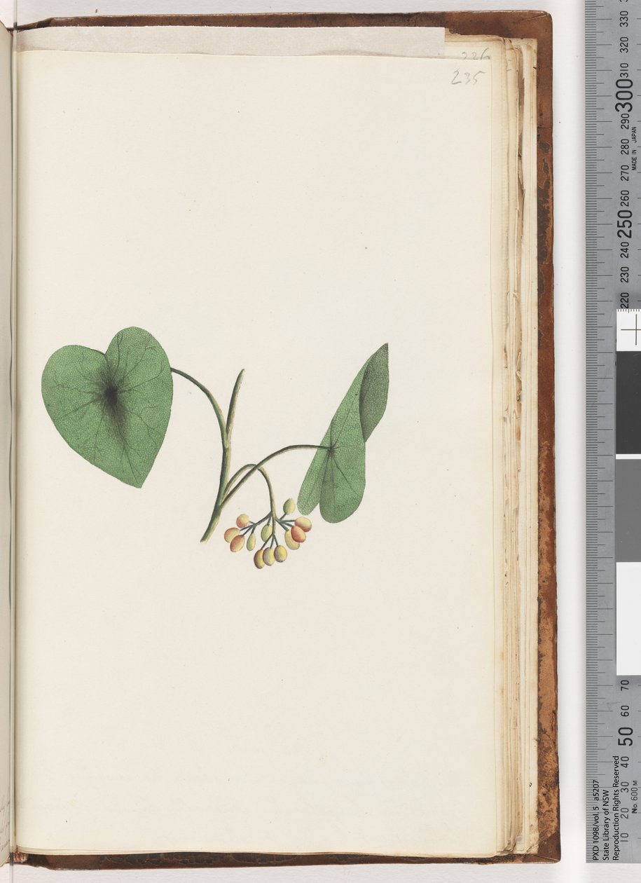 Page 235. Unidentified plantdani af Unknown artist