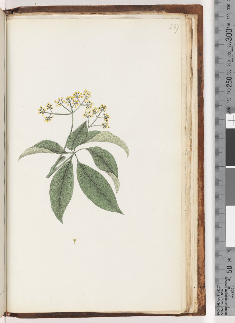 Side 237. Uidentificeret plante af Unknown artist