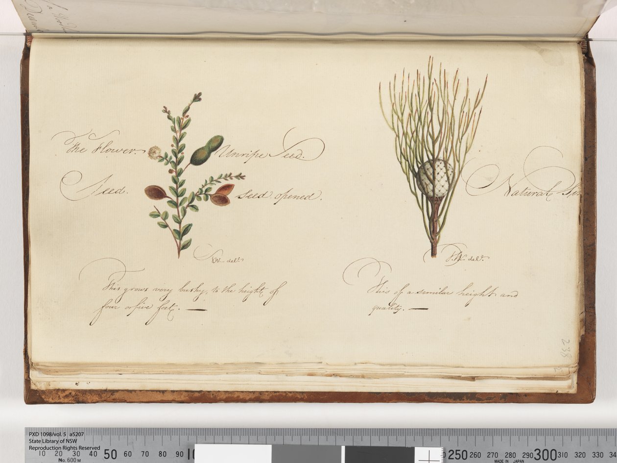 Side 238. Uidentificeret plante af Unknown artist