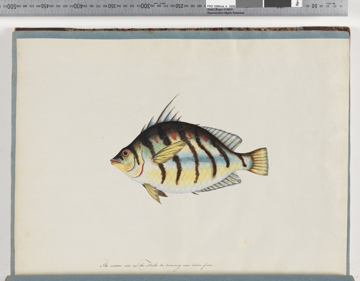Page 23. Unidentified fishdani af Unknown artist
